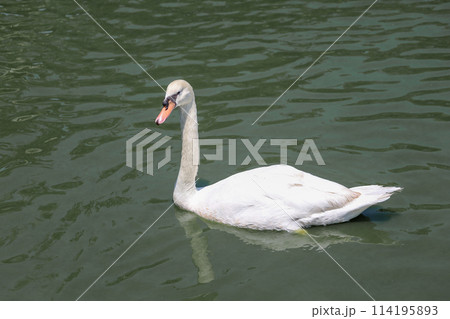 Close up White swan is cute in river Close up White swan is cute in river 114195893