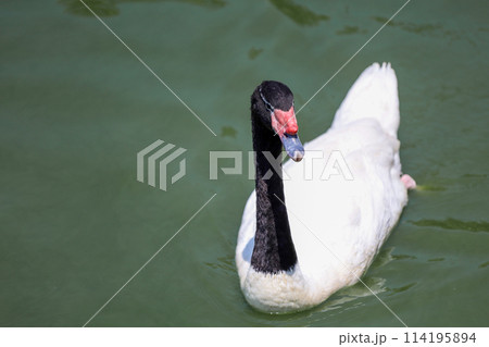 The black neck and White goose in river 114195894