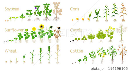 Set of agricultural crops isolated on a white background. Set of agricultural crops isolated on a white background. 114196106