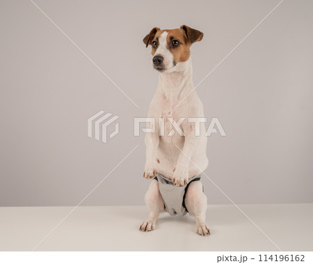 Cute Jack Russell Terrier dog wearing menstrual panties on a white background. Reusable diaper. Cute Jack Russell Terrier dog wearing menstrual panties on a white background. Reusable diaper. 114196162