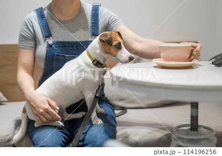 Jack Russell sits on the lap of the hostess in a cafe. Woman drinking coffee in a dog friendly cafe. 114196256