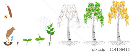 Cycle of growth of a birch tree on a white background. Cycle of growth of a birch tree on a white background. 114196416