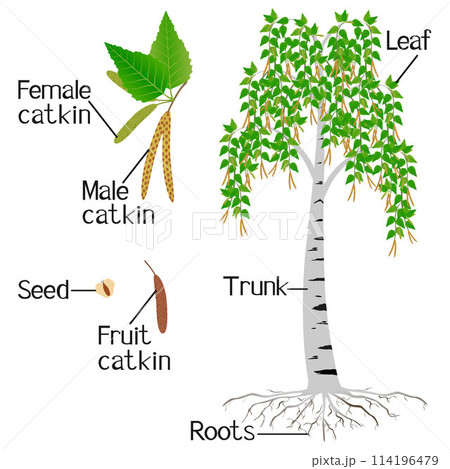 Parts of birch tree isolated on a white background. 114196479