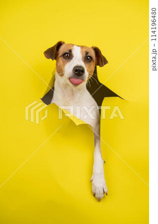 Cute Jack Russell Terrier dog tearing up yellow cardboard background. Vertical photo. Cute Jack Russell Terrier dog tearing up yellow cardboard background. Vertical photo. 114196480
