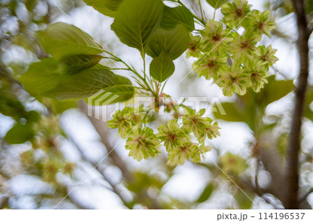 御衣黄桜　ギョイコウ 114196537