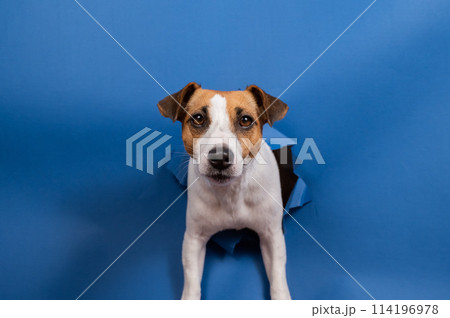 Funny dog jack russell terrier climbs out of a paper blue background breaking a hole in it. Funny dog jack russell terrier climbs out of a paper blue background breaking a hole in it. 114196978
