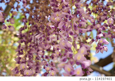 藤棚のフジ　津島天王川公園 114197401
