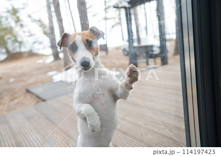 The Jack Russell Terrier dog asks to go to a country house with panoramic windows. The Jack Russell Terrier dog asks to go to a country house with panoramic windows. 114197423