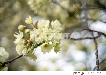ウコン桜 ウコン桜 114197445