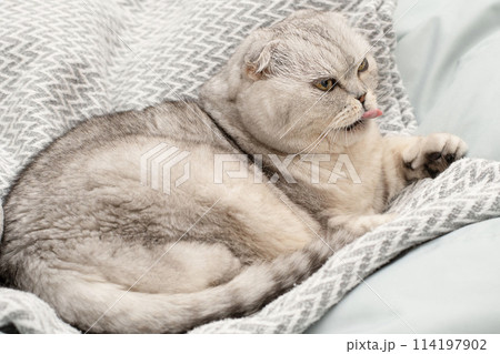 Pets. A beautiful funny and important gray cat of the Scottish Fold breed lies on a blanket, funnyly sticks out his tongue and yawns in a home interior. 114197902