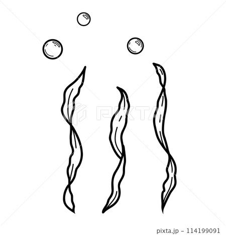 Underwater set of seaweeds, laminaria algae and water bubbles. Ocean plant vector illustration in doodle style isolated. Underwater set of seaweeds, laminaria algae and water bubbles. Ocean plant vector illustration in doodle style isolated. 114199091