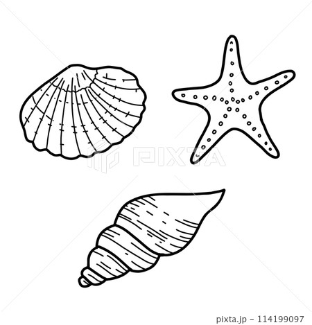 Sea set. Hand drawn sea shells and star vector illustrations in doodle style. Simple sketch isolated on white background. Marine underwater design elements. Summer sea clipart. 114199097