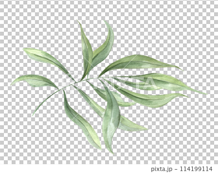 Eucalyptus or oleander branch. Watercolor abstract leaves. Green olive. Illustration of summer foliage. Botanical element for design of Valentines day, birthday, mothers day card, wedding Invitation. 114199114