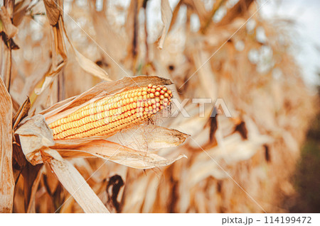 Growing corn on a farm. Close-up of dry yellow corn cobs ready for harvest at the farm 114199472