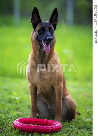 Belgian shepherd malinois dog sitting with red toy ring 114199552