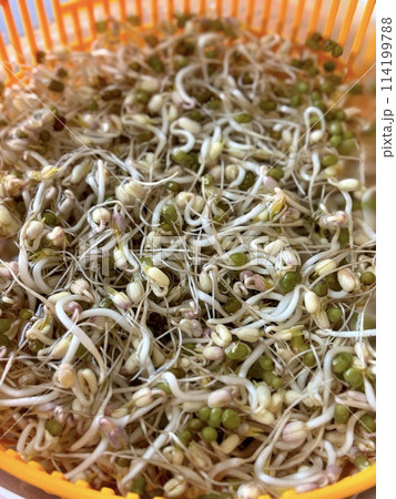 Mound of sprouted mung beans with small roots for eating in water in orange bowl on orange background. Concept of diet, vegetarianism, vegan, healthy products and proper nutrition. Close-up. 114199788