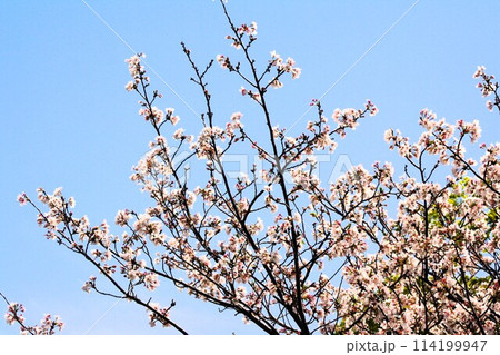 青空に映える桜の花 114199947