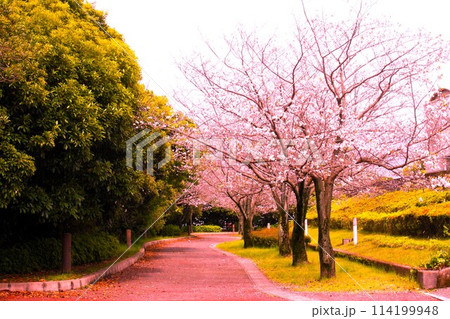 鹿児島県庁遊歩道 114199948