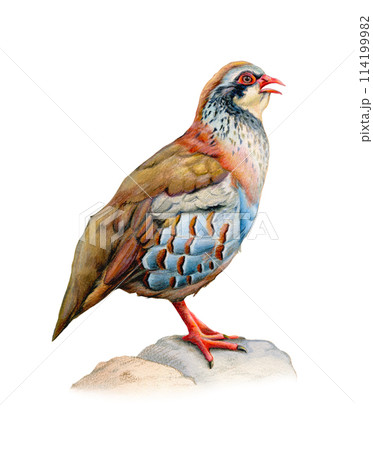 Male red partdrige portrait 114199982