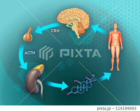 Stress response in the human body 114199983