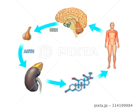 Stress response in the human body Stress response in the human body 114199984