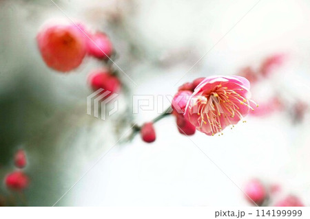 早春に咲く紅梅 114199999