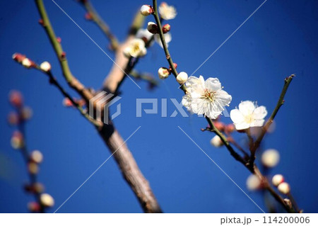 早朝に出会った白梅の花 早朝に出会った白梅の花 114200006