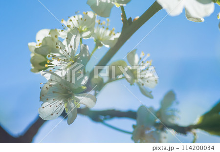 Delicate white buds of cherry blossoms in the background light. Delicate white buds of cherry blossoms in the background light. 114200034