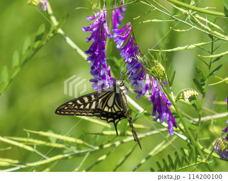 ナヨクサフジの蜜を吸うアゲハチョウ ナヨクサフジの蜜を吸うアゲハチョウ 114200100