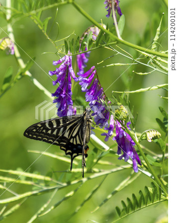 ナヨクサフジの蜜を吸うアゲハチョウ 114200101