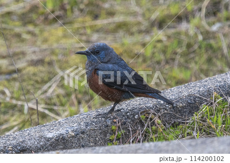 Blue Rock Thrush 114200102