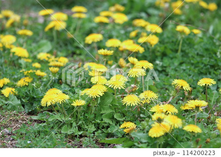 春の花草むらのたんぽぽ 114200223