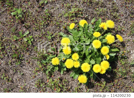 春の花草むらのたんぽぽ 114200230