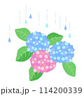 雨のしずくとあじさいのベクターイラスト 114200339