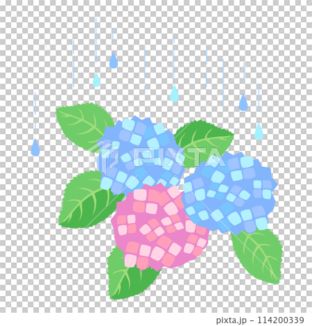 Vector illustration of rain drops and hydrangea 114200339