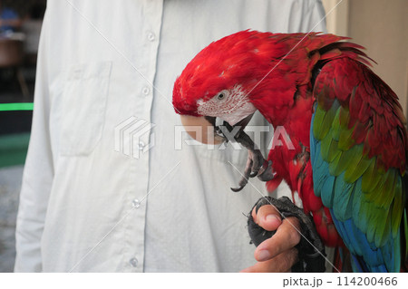 closeup colorful red green macaw parrot bird on person hand  114200466