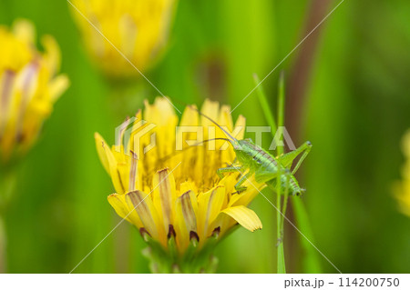 タンポポの花粉を食べるヤブキリ幼虫 114200750