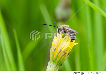 タンポポの上のニッポンヒゲナガハナバチ 114200752