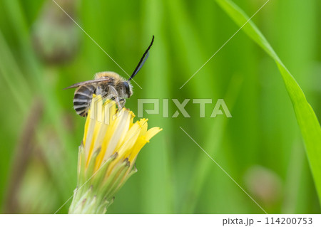 タンポポの上のニッポンヒゲナガハナバチ 114200753
