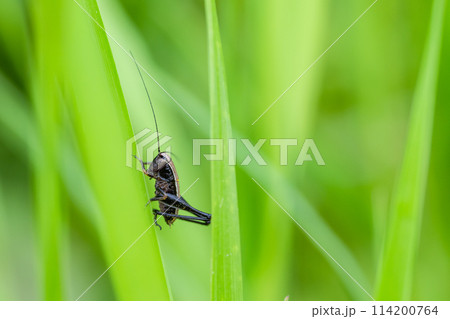 草に止まるヒメギス幼虫 草に止まるヒメギス幼虫 114200764