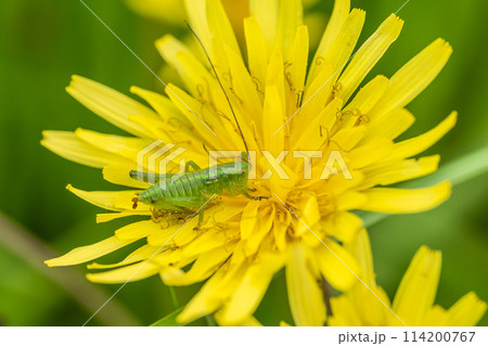 タンポポの花粉を食べるヤブキリ幼虫 114200767