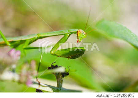 Close-Up of Praying Mantis on Leaf in Natural Outdoor Setting Close-Up of Praying Mantis on Leaf in Natural Outdoor Setting 114200975