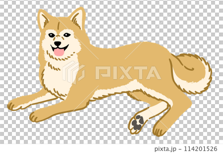 柴犬のイラスト 114201526