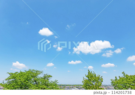 初夏の青空と木立 114201738
