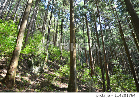 木漏れ日射す 手入れをされた杉林 黒山三滝までの林道の風景 木漏れ日射す 手入れをされた杉林 黒山三滝までの林道の風景 114201764