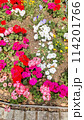 鮮やかな花壇 114201766