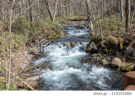 山奥の春の渓流 114201866