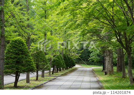 初夏の公園 初夏の公園 114201874