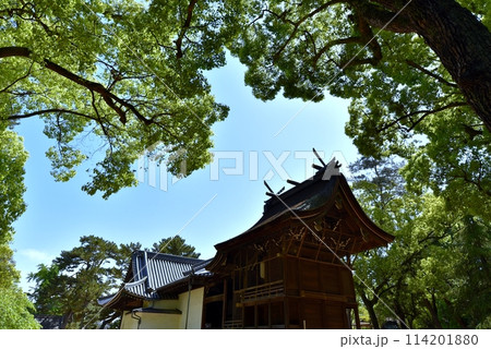 新緑に包まれた伊丹市の猪名野神社 114201880