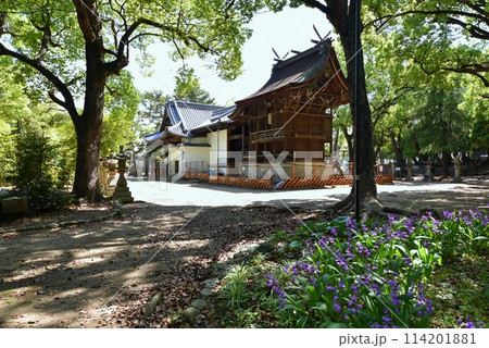 新緑に包まれた伊丹市の猪名野神社 新緑に包まれた伊丹市の猪名野神社 114201881